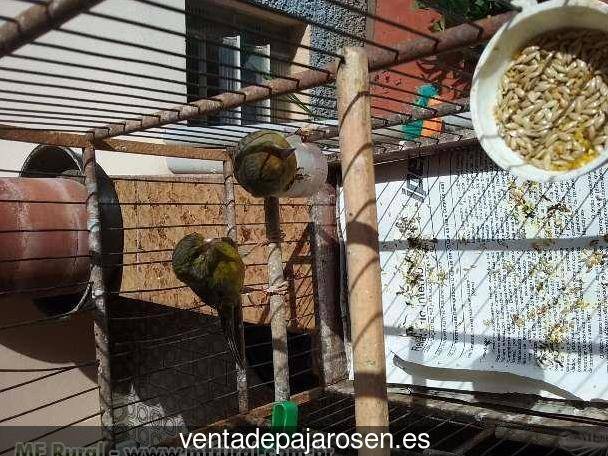 Cria de canarios en casa Orés?